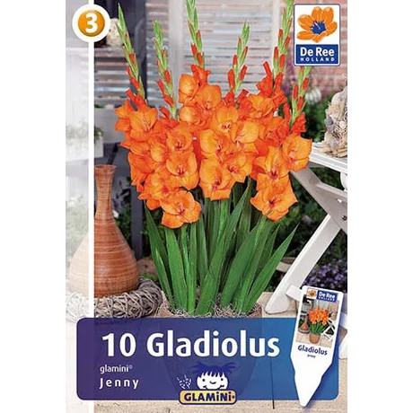 Vh08490 Gladiolus Glamini Jenny