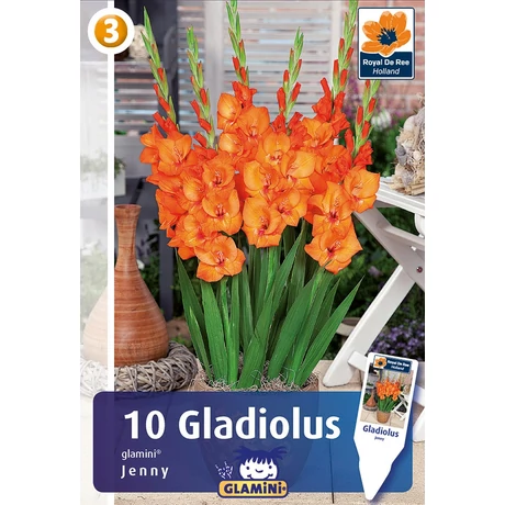 Vh08490 Gladiolus Glamini Jenny 10db/cs