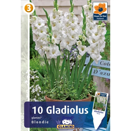 Vh08545 Gladiolus Glamini Blondie 10db/cs
