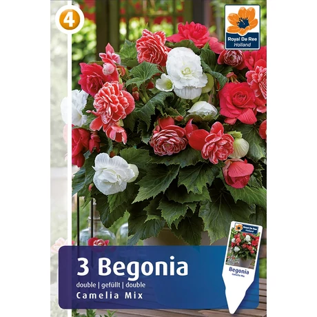 Vh08496 Begonia Double Camelia Mix 3db/cs
