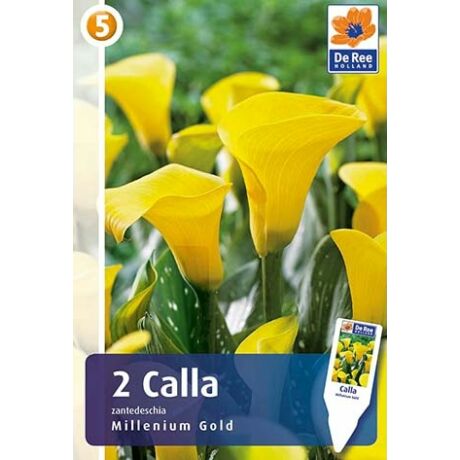 Vh08497 Calla Yellow (Millenium Gold)