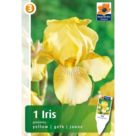 Vh08441 Írisz Germanica Yellow 1db/cs