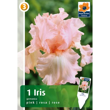 Vh08438 Írisz Germanica Pink 1db/cs
