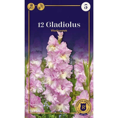 Vh10576  Gladiolus Supreme Parrot Vladivostok 8db/cs