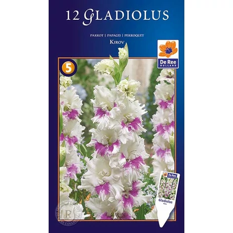 Vh10578  Gladiolus Supreme Parrot Kirov 8db/cs