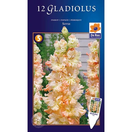 Vh10577 Gladiolus Supreme Parrot Sotsji 8db/cs