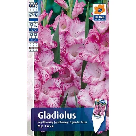 Vh Gladiolus Rackbox My Love