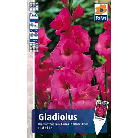 Vh Rackbox Gladiolus Largeflowering Fidelio