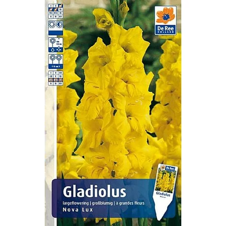 Vh Rackbox Gladiolus Largeflowering Nova Lux