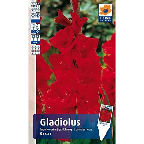 Vh Rackbox Gladiolus Largeflowering Oscar