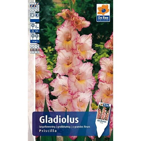 Vh Rackbox Gladiolus Largeflowering Priscilla