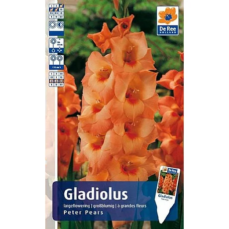 Vh Rackbox Gladiolus Largeflowering Peter Pears