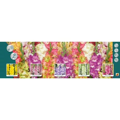 Vh GLS15 Gyűjtő Gladiolus Parrot 80dbx5 méret:10+
