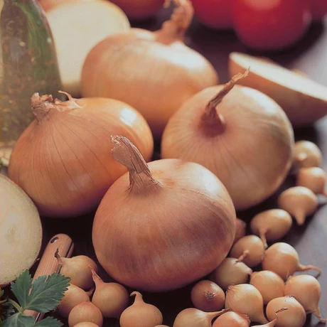 Dughagyma Allium cepa Stuttgarti 14-19mm 25dkg/cs