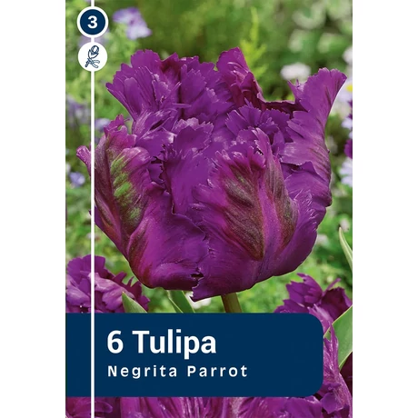 Vh 16894 Tulipa Negrita Parrot 6db/cs 11/12