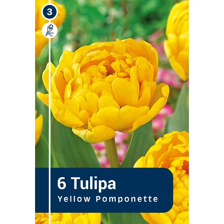 Vh 16895 Tulipa Double late Yellow Pomponette 6db/cs 11/12
