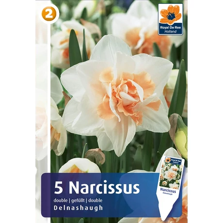 Vh 16899 Narcissus Double Delnashaugh 5db/cs 12/14