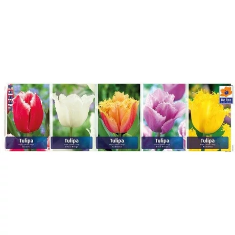 Vh Tulipán gyűjtő  09 Fringed 5x60db 11/12