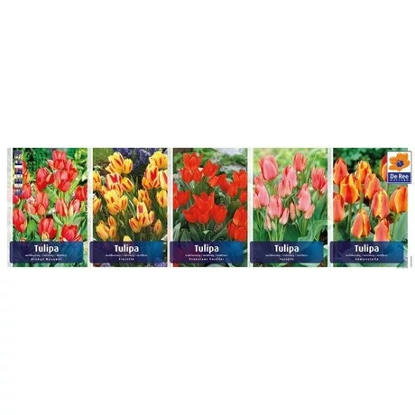 Vh Tulipán gyűjtő  11 Multiflowering 5x60db