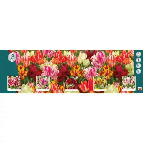 Vh Tulipán gyűjtő  11 Multiflowering 5x60db