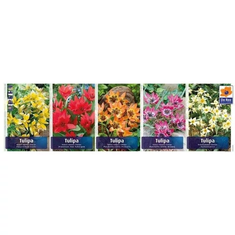 Vh Tulipán gyűjtő  12 Botanical 5x100db