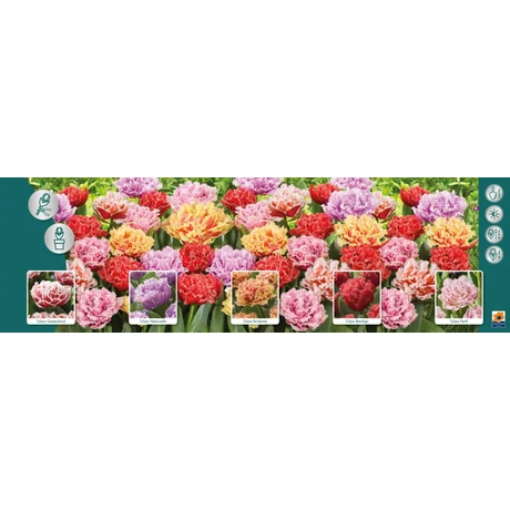 Vh Tulipán gyűjtő  13 Double fringed 5x60db 11+
