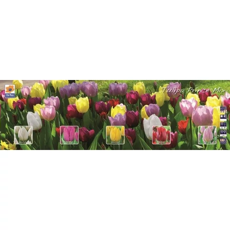 Vh Tulipán gyűjtő  17 Prince varieties 5x60db