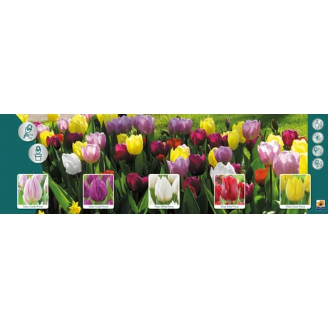 Vh Tulipán gyűjtő  17 Prince varieties 5x60db