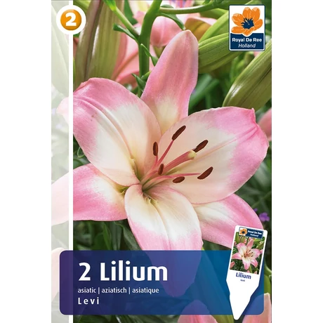 Vh08275 Liliom Asiatic Bi-Color Levi 2db/cs