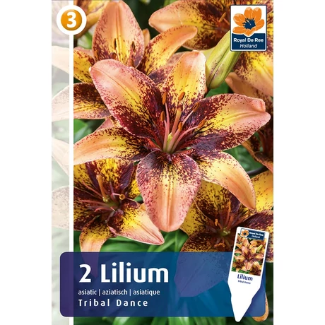 Vh08283 Liliom  Asiatic Bi-Color Tribal Dance 2db/cs