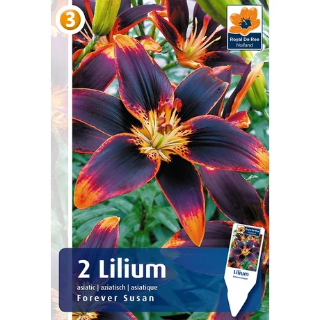 Vh16492 Lilium Asiatic Bi-Color Forever Susan 2db/csom