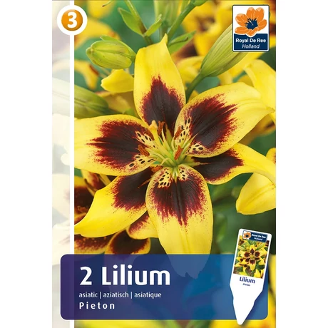 Vh08303 Liliom Asiatic Bi-Color Pieton 2db/cs