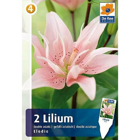 Vh08512 Double Asiatic Liliom Elodie