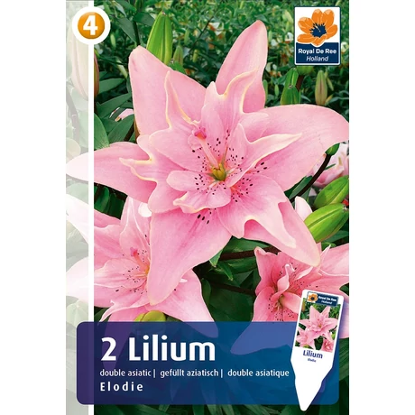 Vh08512 Double Asiatic Liliom Elodie 2db/cs