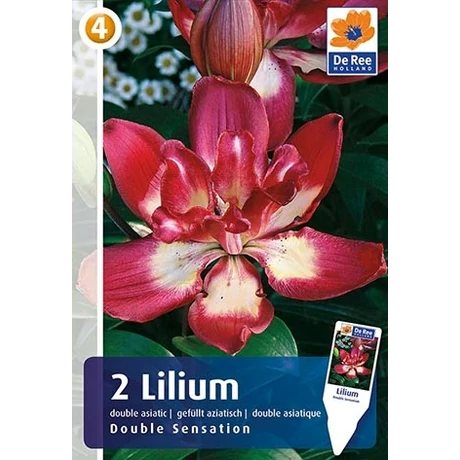 Vh08312 Double Asiatic Liliom Double Sensation