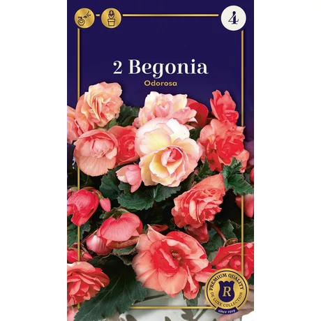 Vh10512 Begonia Supreme Odorosa 2db/cs