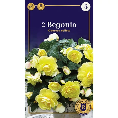 Vh10583 Begónia Supreme Odorosa Yellow