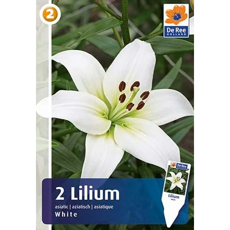 Vh16458 Lilium Asiatic White 2db/csom