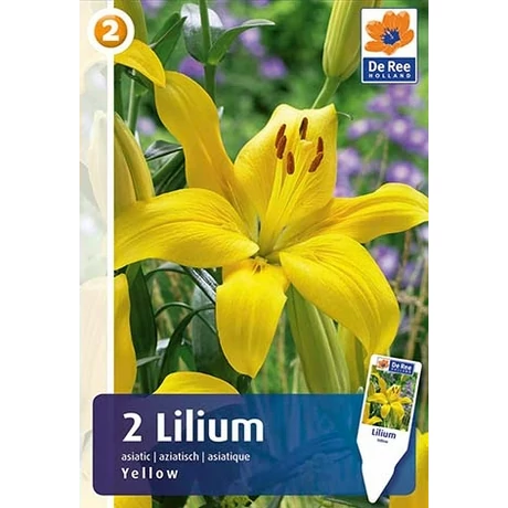 Vh16459 Lilium Asiatic Yellow 2db/csom