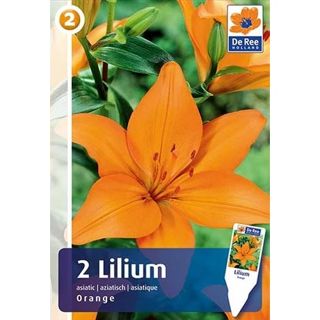 Vh 16461 Lilium Asiatic Orange 2db/cs 16/18