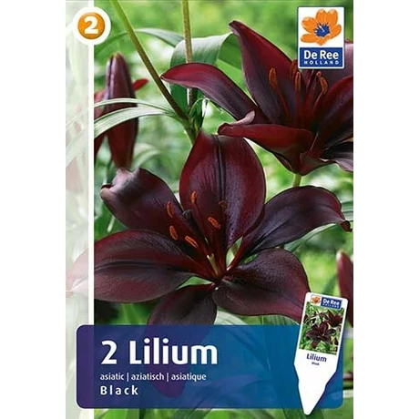 Vh 16460 Lilium Asiatic Black 2db/cs 16/18