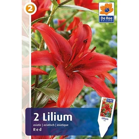 Vh16462 Lilium Asiatic Red 2db/csom