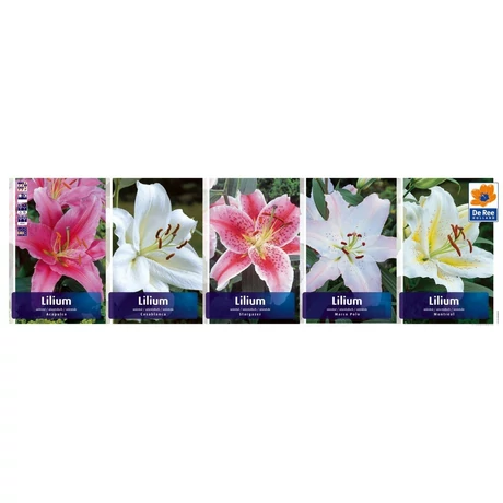 Vh Liliom Gyűjtő 03 Oriental 5x20db 16/18