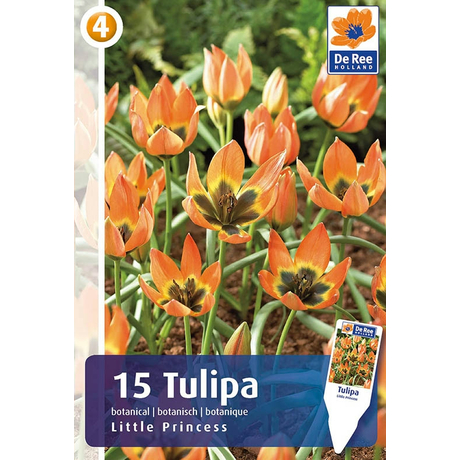 Vh16493 Tulipán Botanical Little Princess 15db/csom