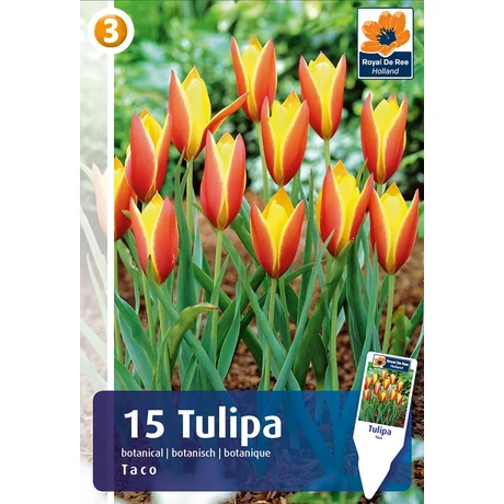 Vh16888 Tulipán Botanical Taco 15db/csom