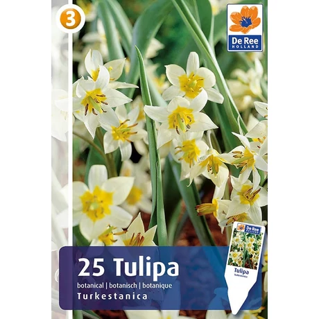 Vh16293 Tulipán Botanical Turkestanica 25db/csom