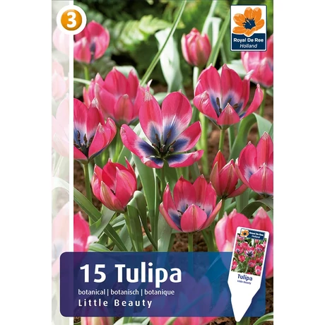 Vh16494 Tulipán Botanical Little Beauty 15db/csom