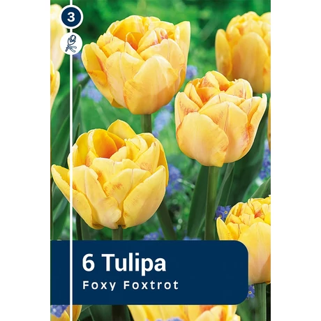 Vh 16443 Tulipa double early Foxy Foxtrot 6db/cs 11/12