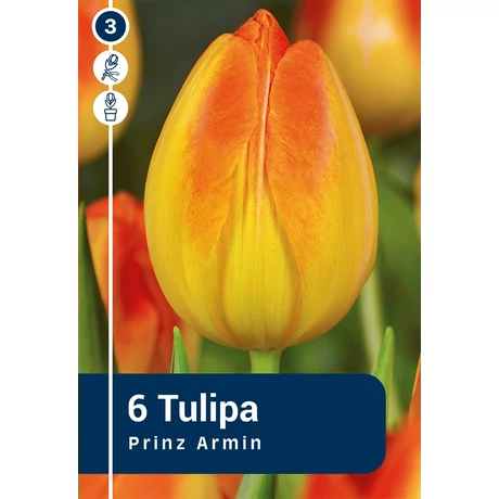Vh 16891 Tulipa Triumph Prinz Armin 6db/cs 11/12