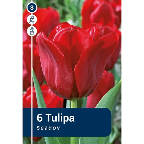 Vh 16446 Tulipa Triumph Seadov 6db/cs 11/12